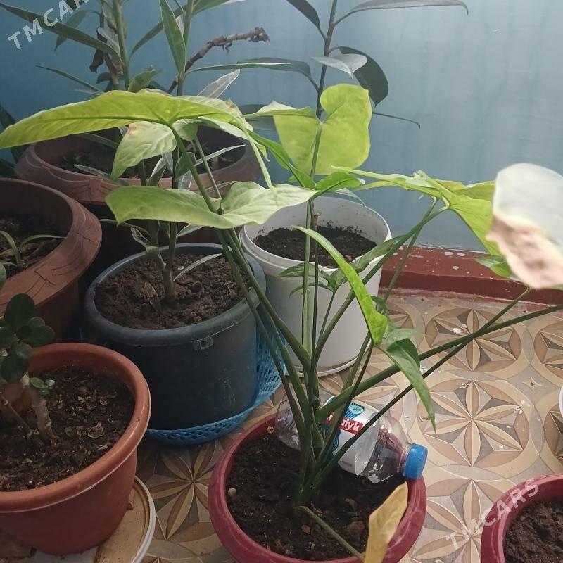 Gul - Гумдаг - img 1