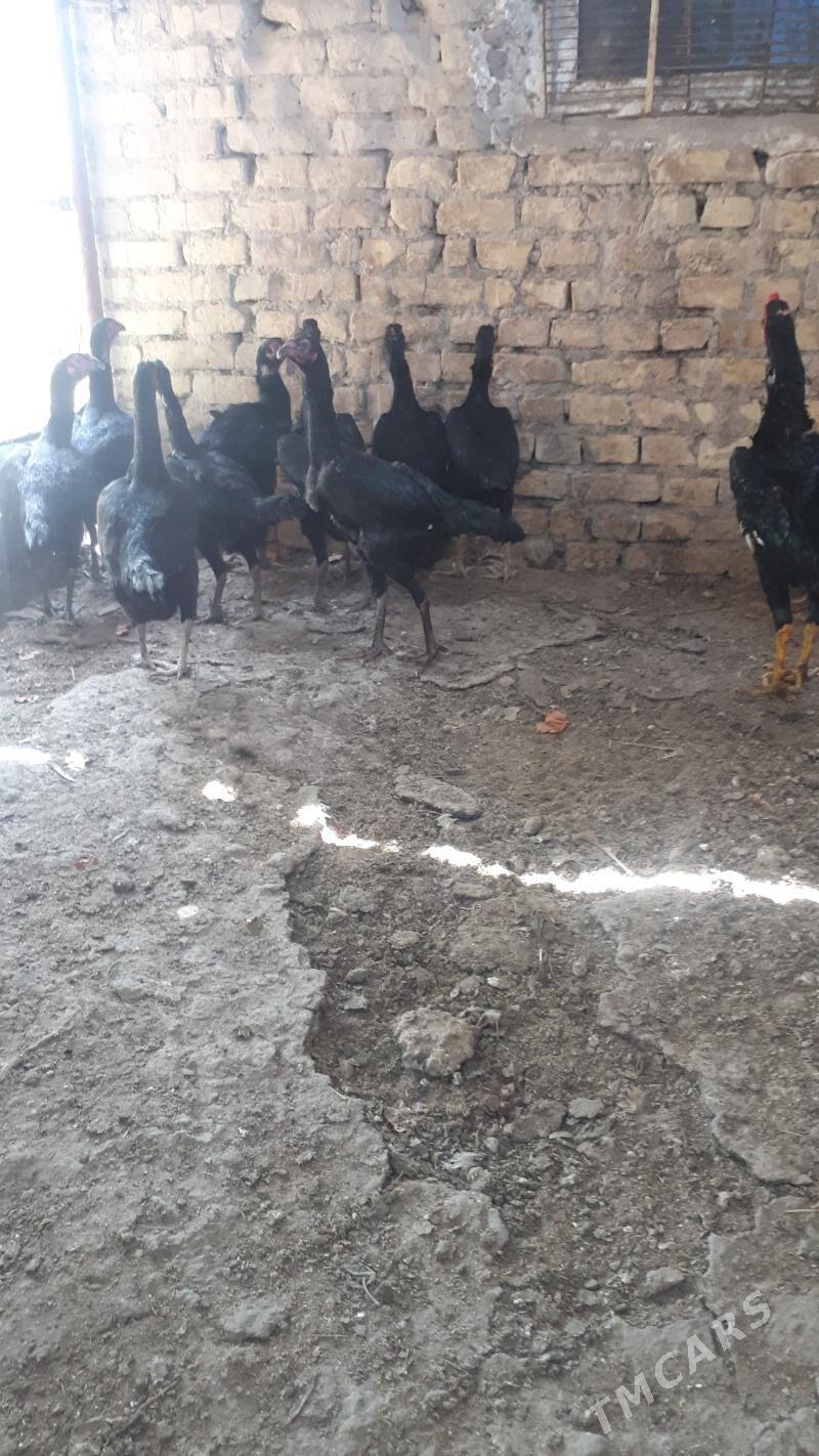 baes tovuklaryn tohumy satl - Туркменабат - img 1