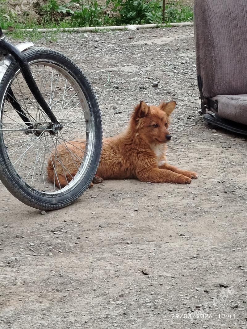 kicjik gujuk - Гёкдепе - img 1