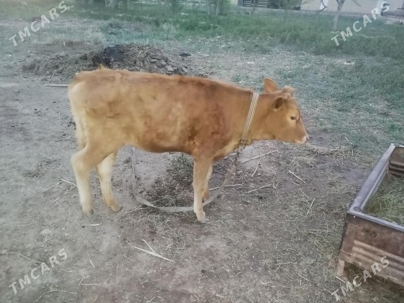 Gulajyn - Мары - img 1