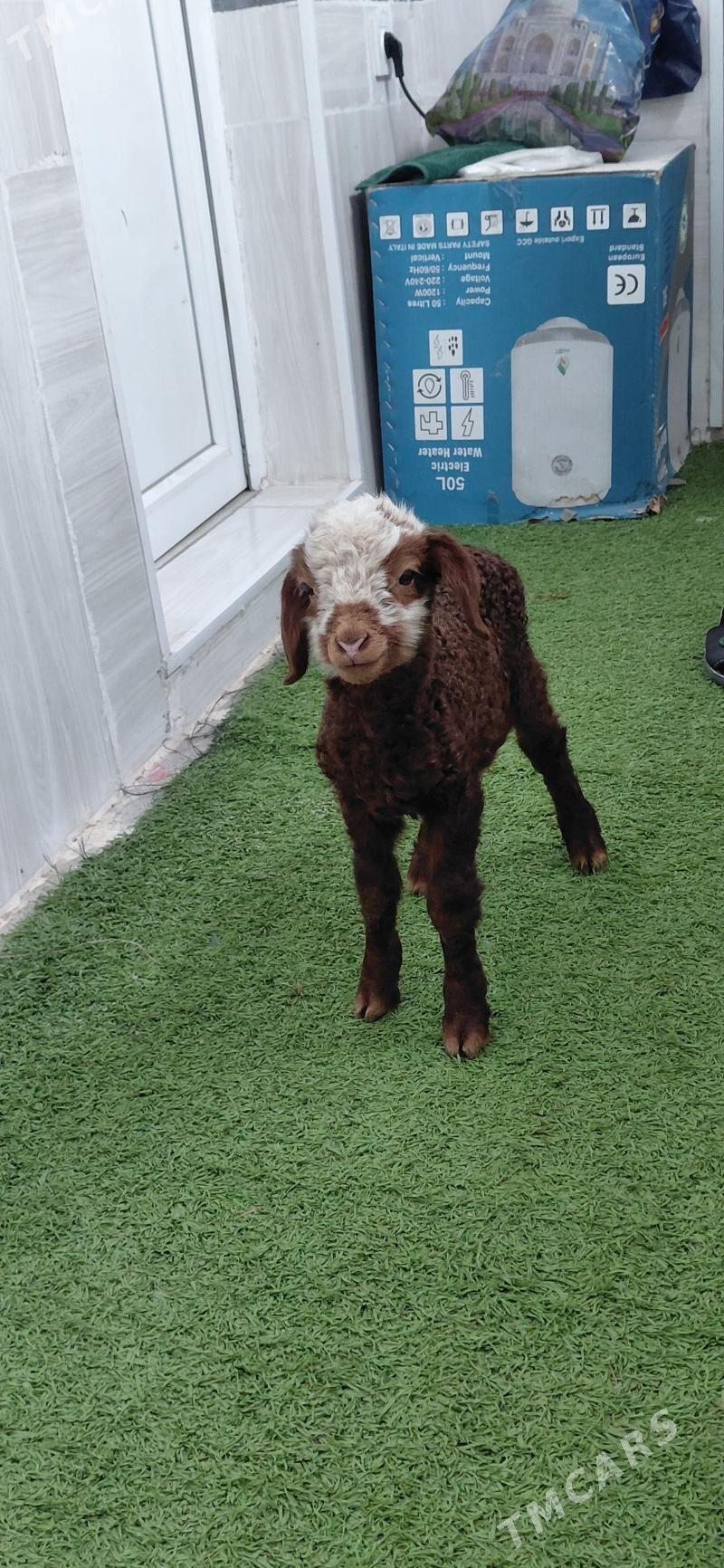 goyun guzuly - Gökdepe - img 1