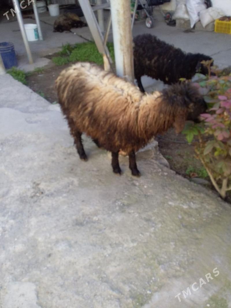 Tokly - Aşgabat - img 1