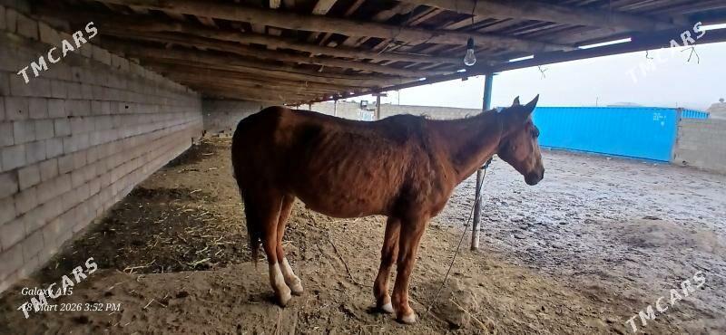 At - Bäherden - img 1