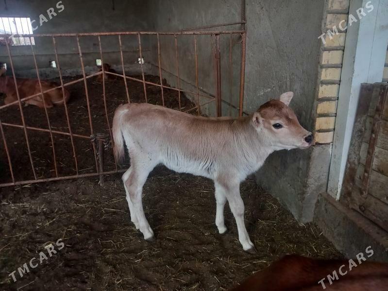 gole - Векильбазар - img 1