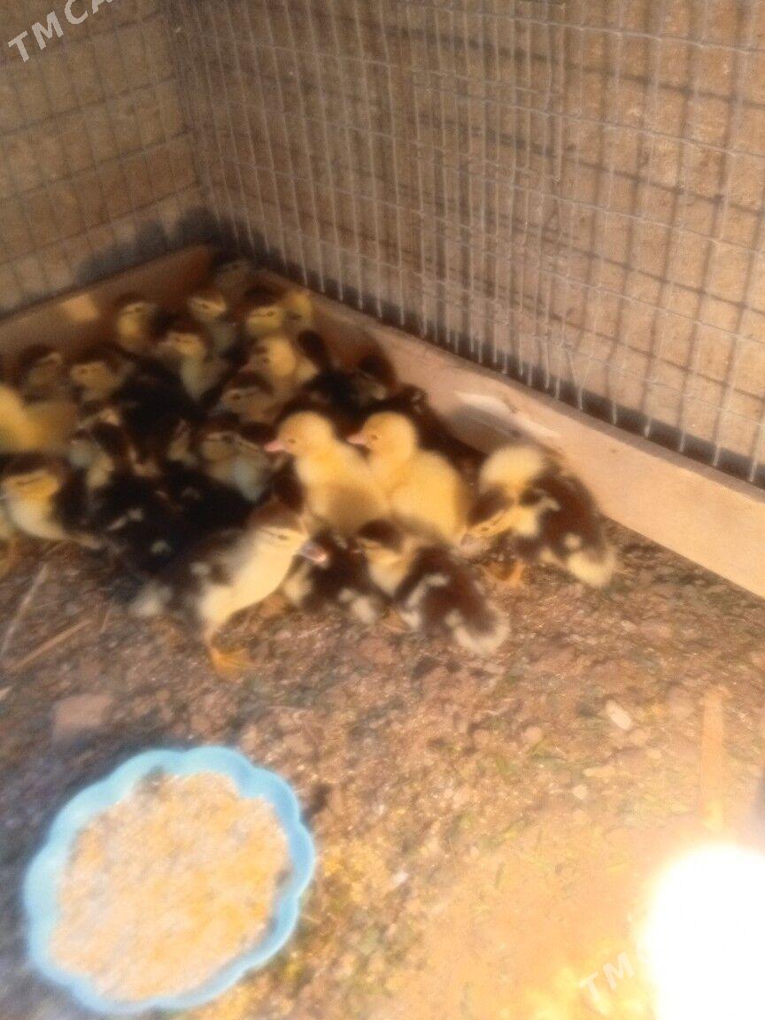 ordak juje musgus - Çärjew - img 1