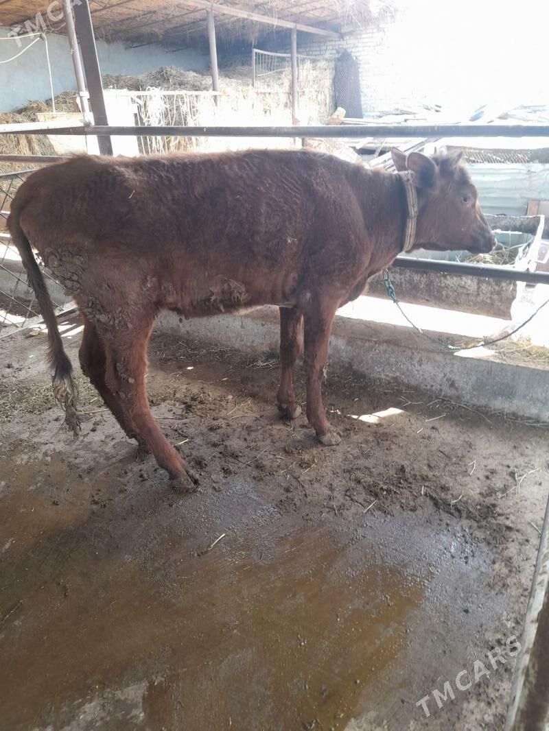 унажын - Çärjew - img 1