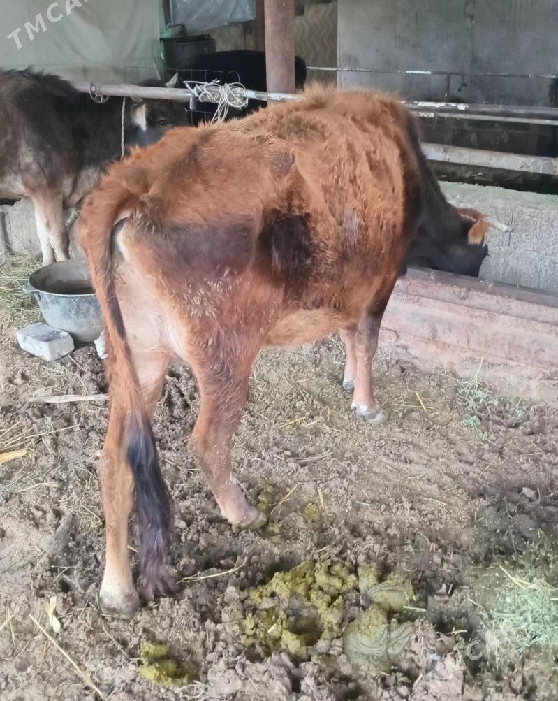 goleli sygyr - Ýaşlyk - img 1