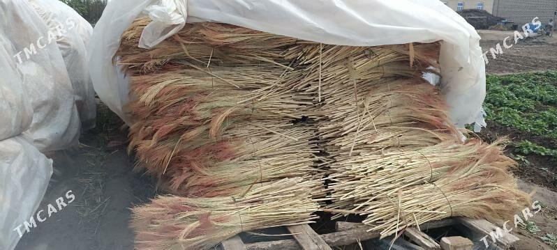 subse - Türkmengala - img 1