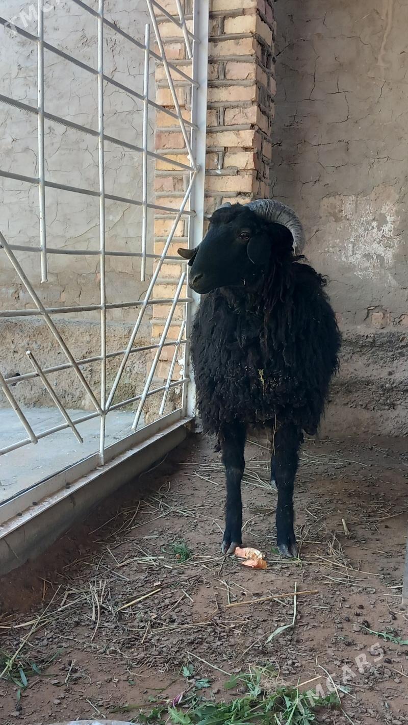 Goyun - Tejen - img 1