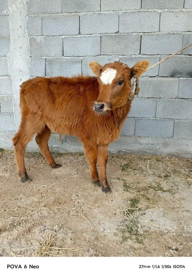 okizce - Херрикгала - img 1