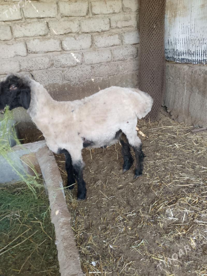 baggoýun goç - Änew - img 1