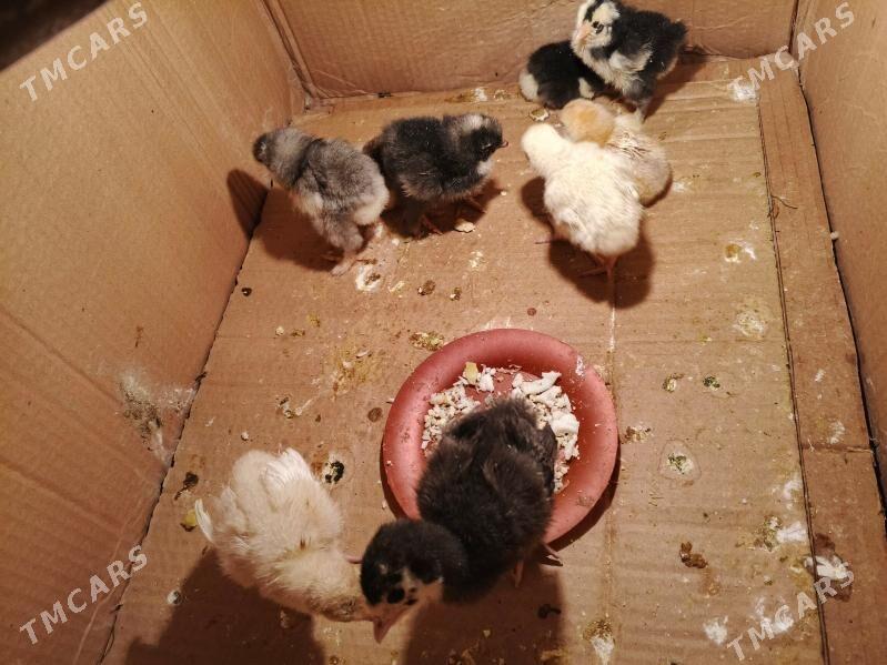 brama juje - Дашогуз - img 1