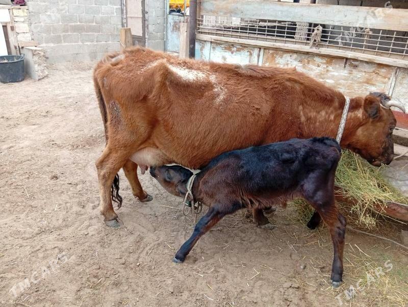 goleli sygyr - Gumdag - img 1