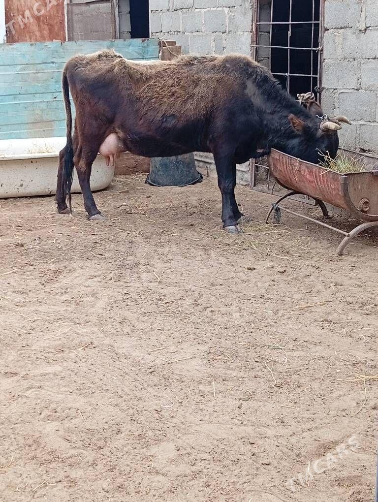 goleli sygyr - Gumdag - img 1