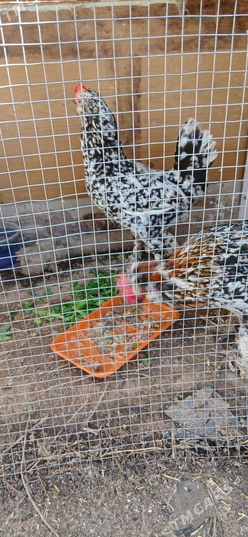 Япончик. Yaponcik - Türkmenabat - img 1