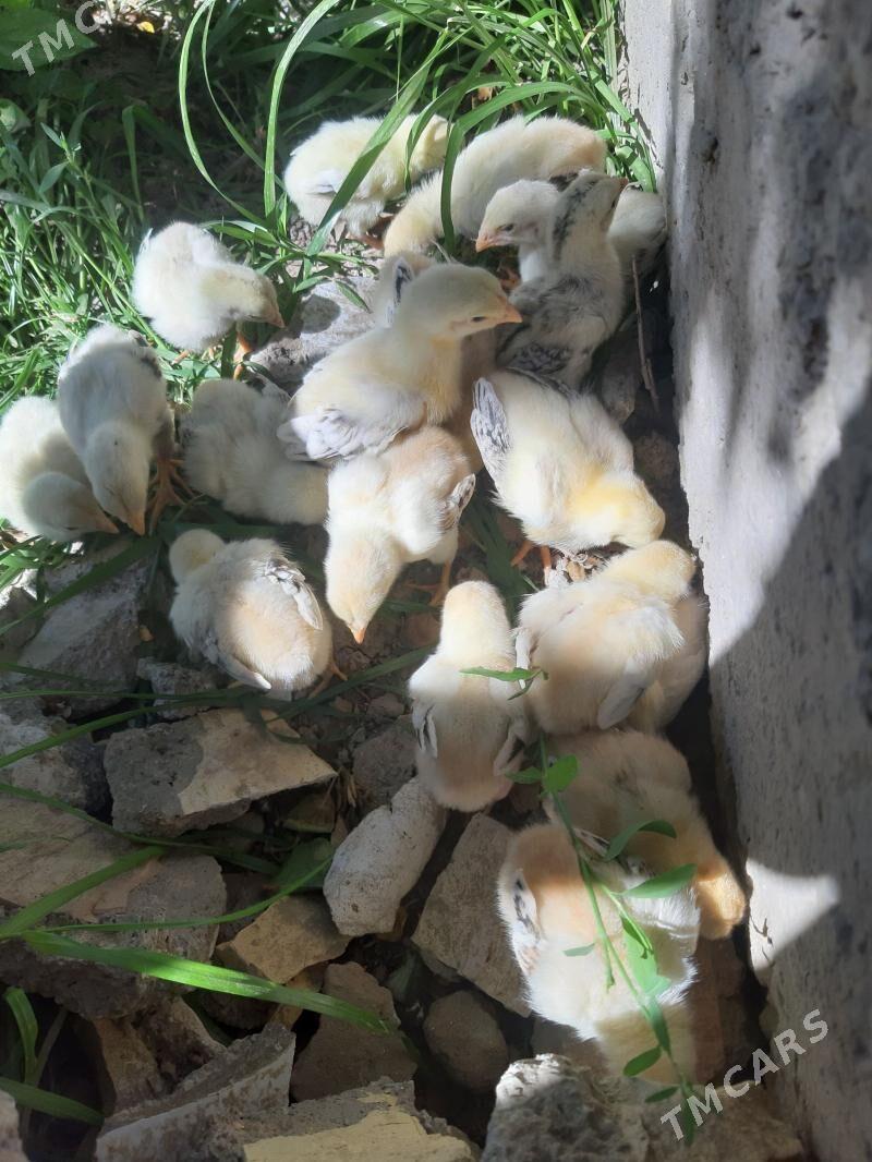 bayes juyjele - Mary - img 1