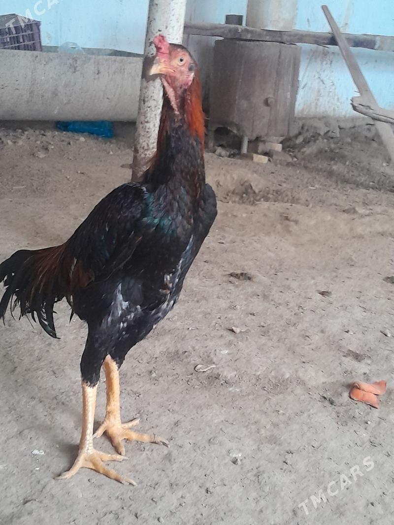 horoz - Baýramaly - img 1