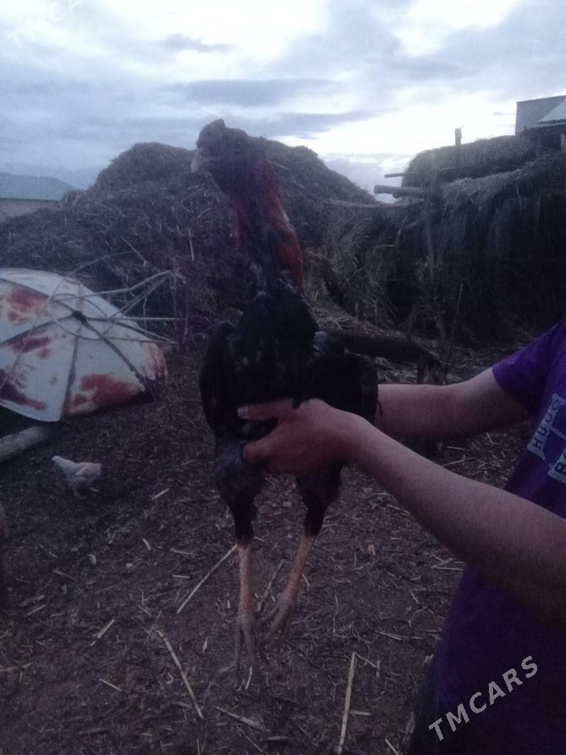 baysy juje - Seýdi - img 1