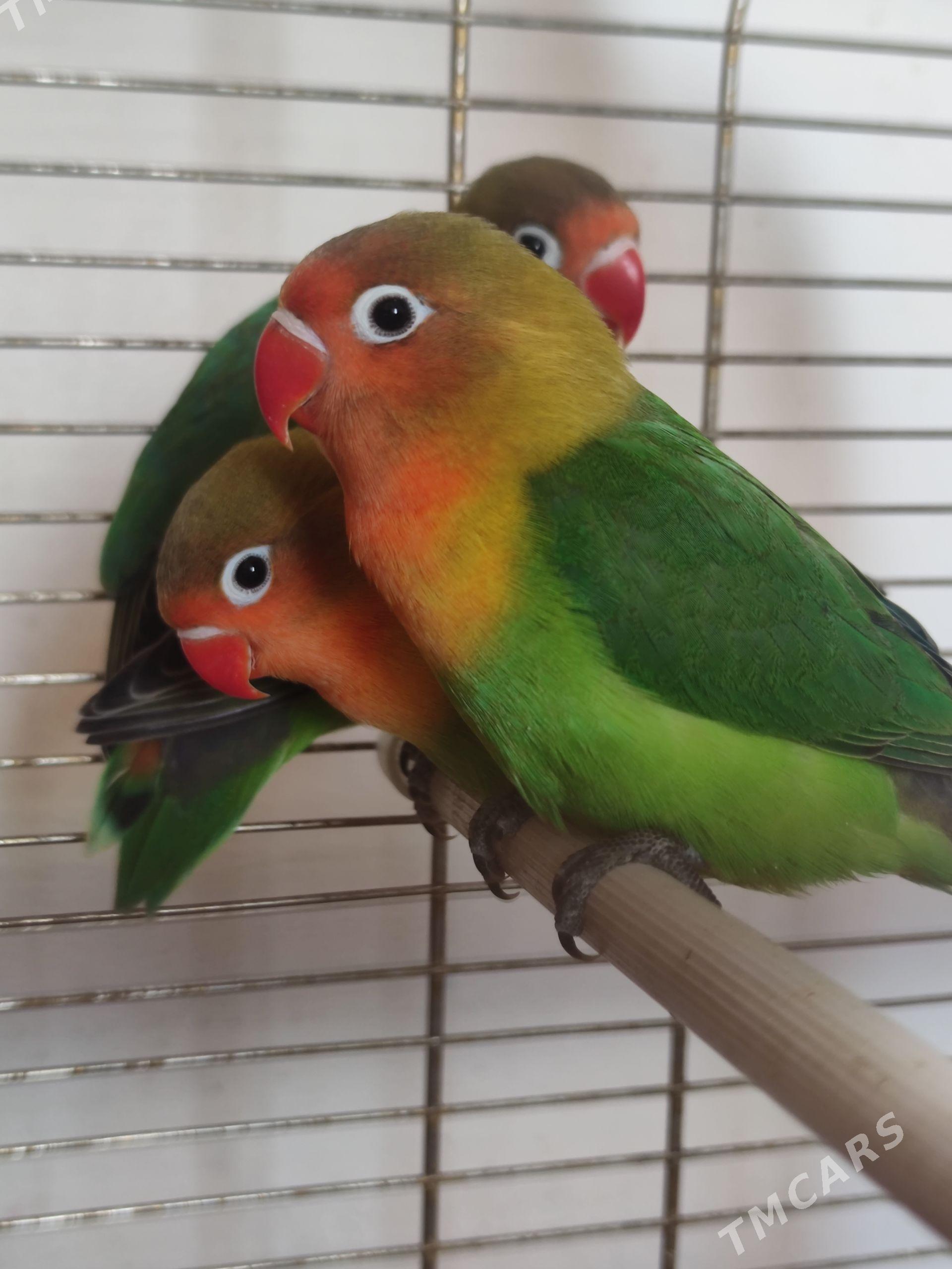 nerazluçnik popugay - Бузмеин ГРЭС - img 1