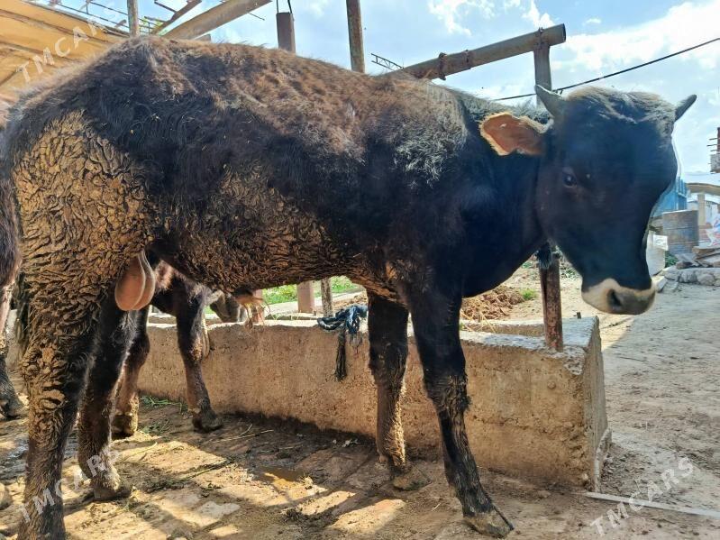 tohum öküz - Gökdepe - img 1