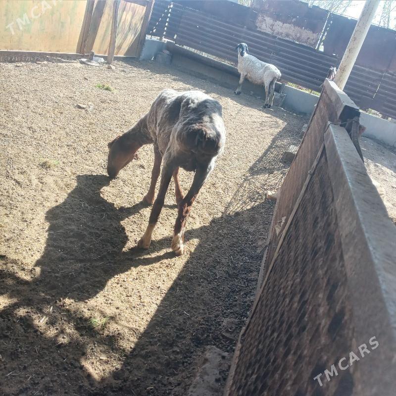 Gysyr goyunlar - Çärjew - img 1