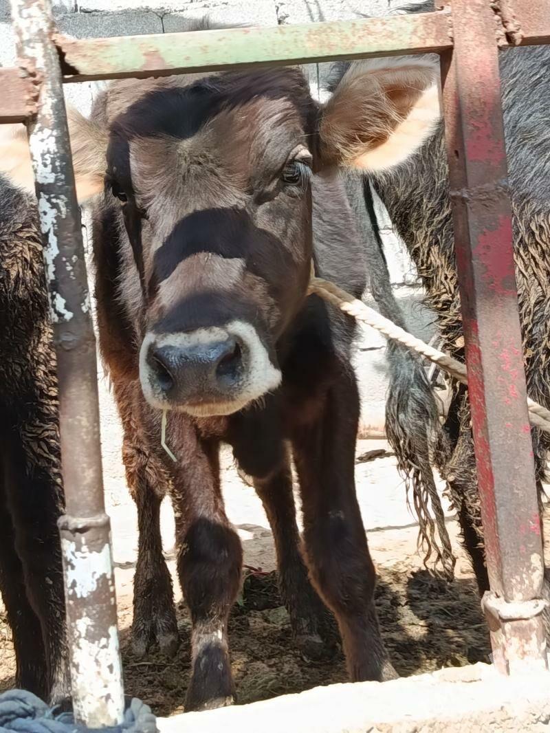 tohum öküz - Gökdepe - img 1