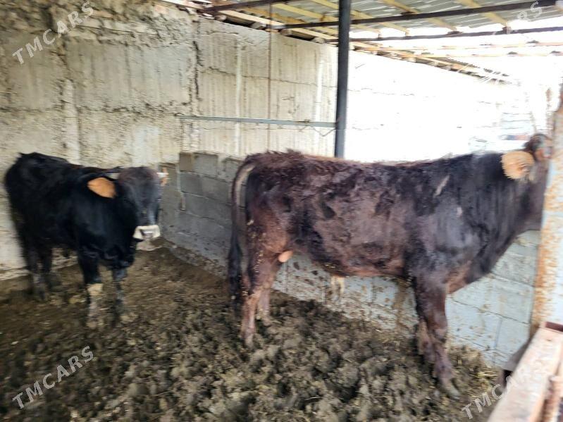 Satlyk öküzler - Gökje - img 1