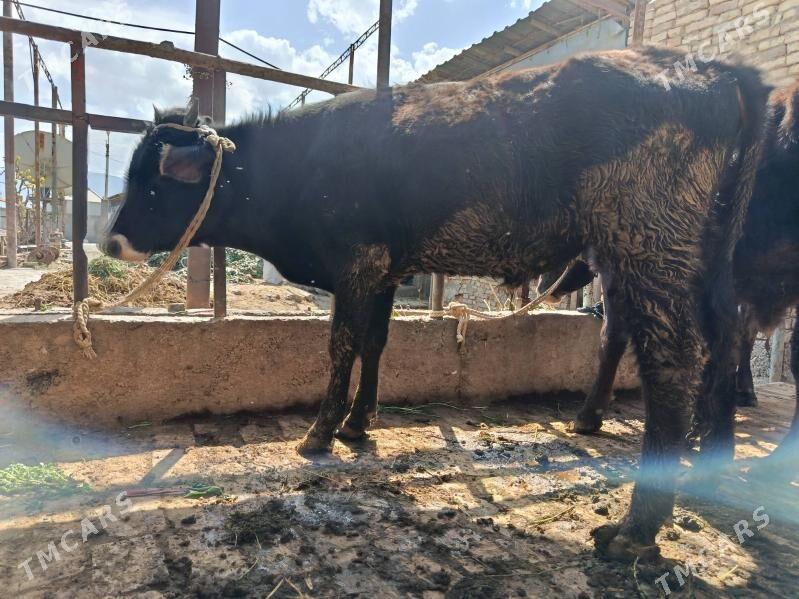 tohum öküz - Gökdepe - img 1