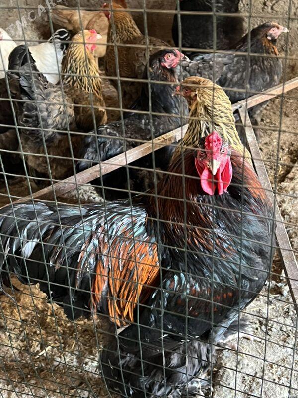 brama towuk - Чоганлы - img 1