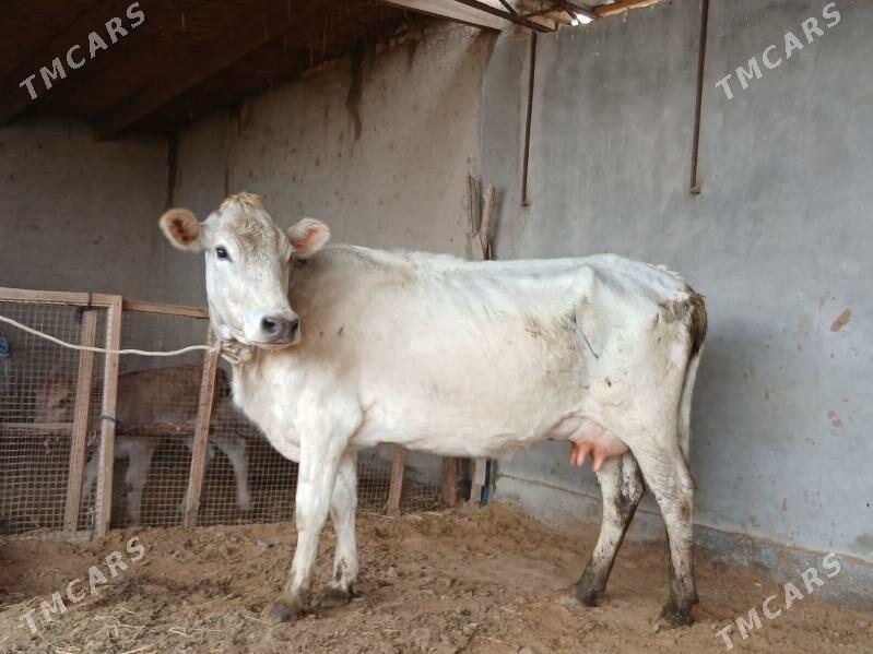 goleli - Wekilbazar - img 1