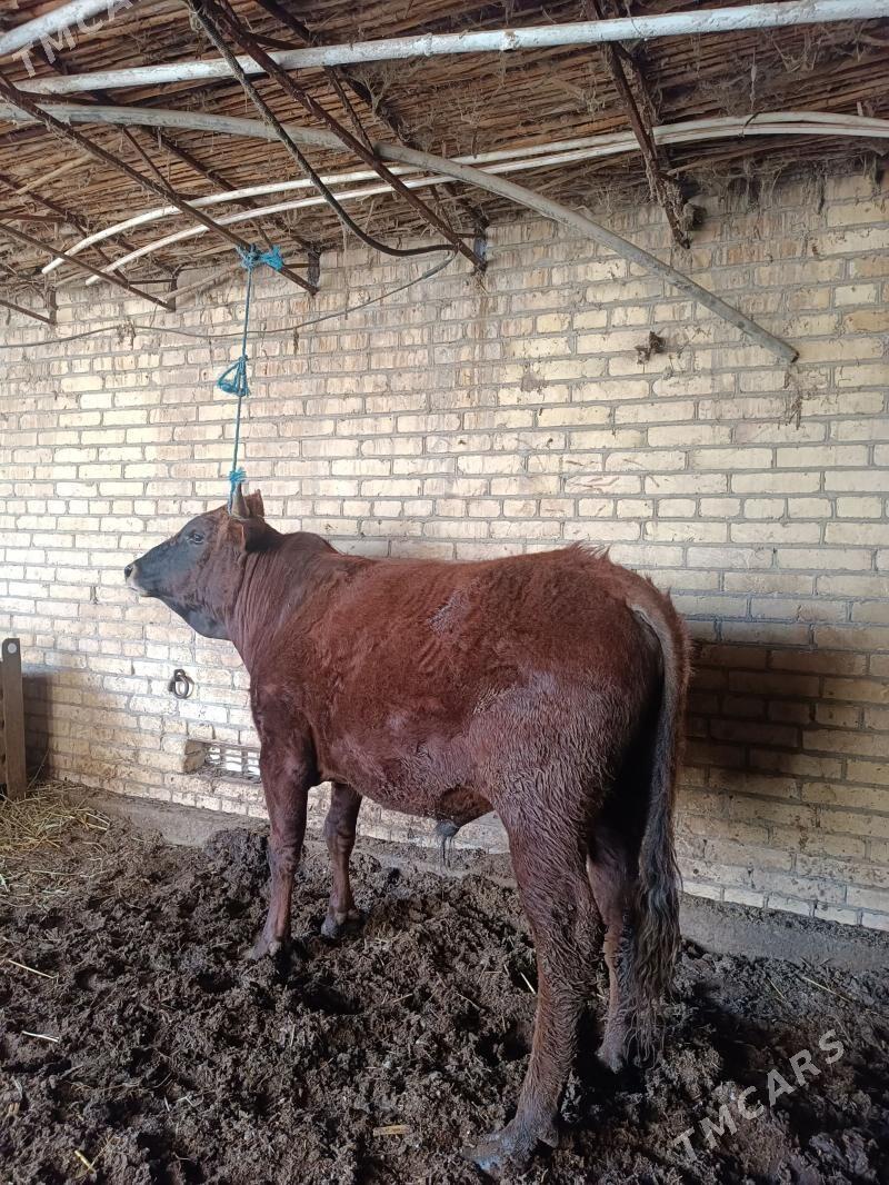 семиз окуз - Чарджоу - img 1