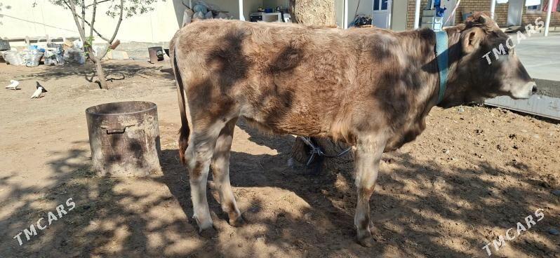 tuwe - Чоганлы - img 1