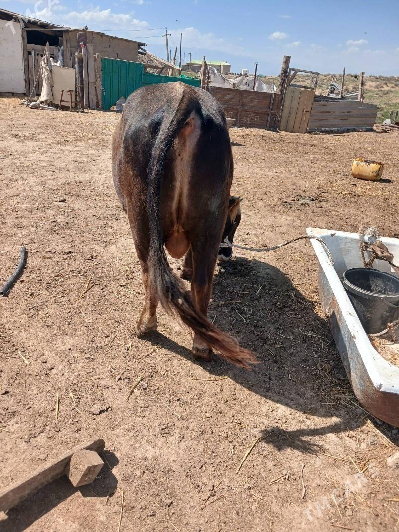 Öküz - Ak bugdaý etraby - img 1