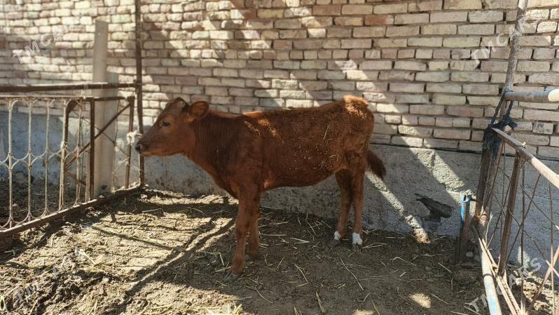 tuwe - Теджен - img 1