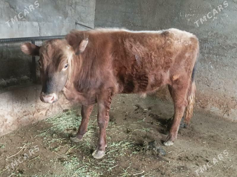 kelek öküz - Bagyr - img 1