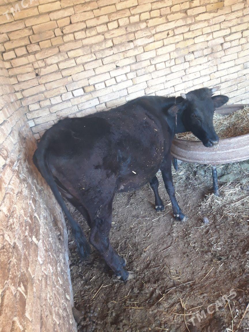 bogaz - Байрамали - img 1