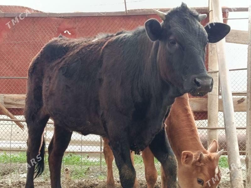 tuwe - Багир - img 1