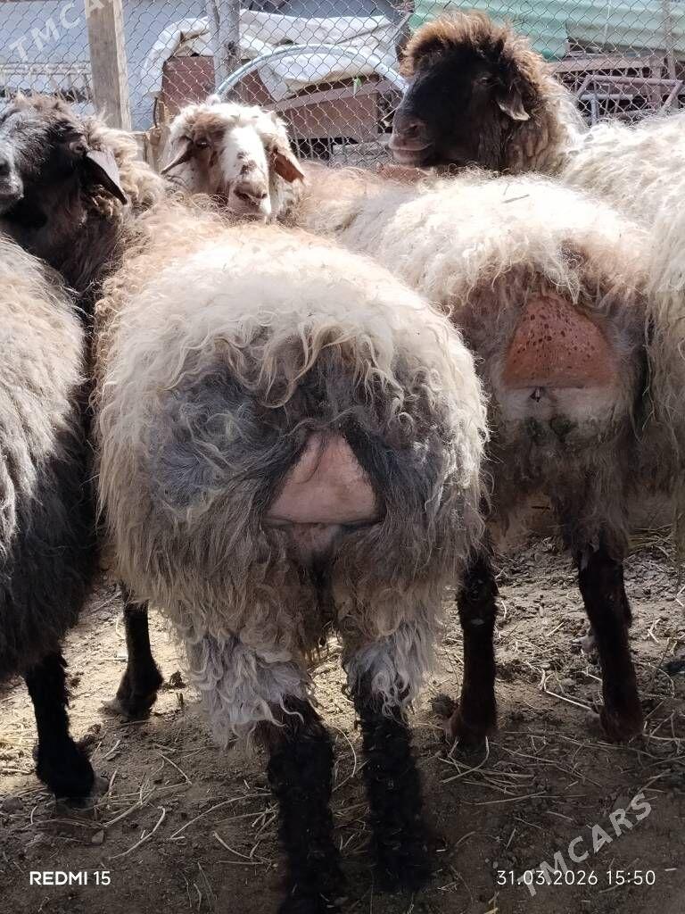 bakylan goyun - Ruhabat (90-njy razýezd) - img 1