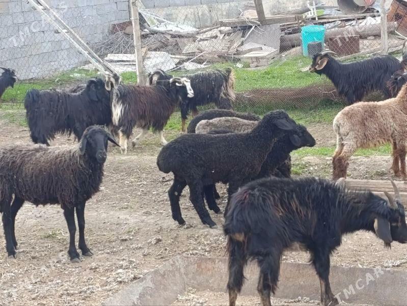 Goyun geci - Bagyr - img 1