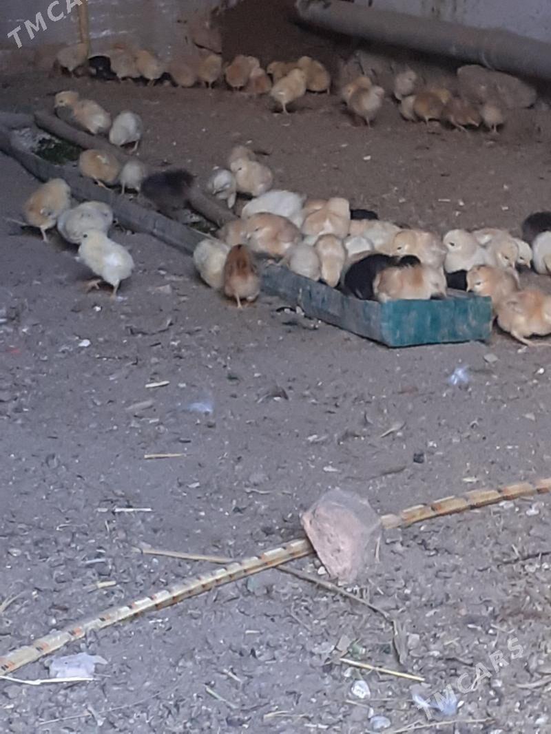 juje mitis - Farap - img 1