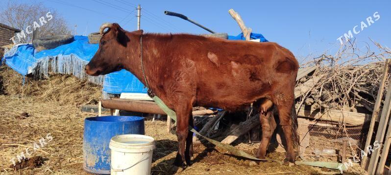 bogazsygyr - Векильбазар - img 1