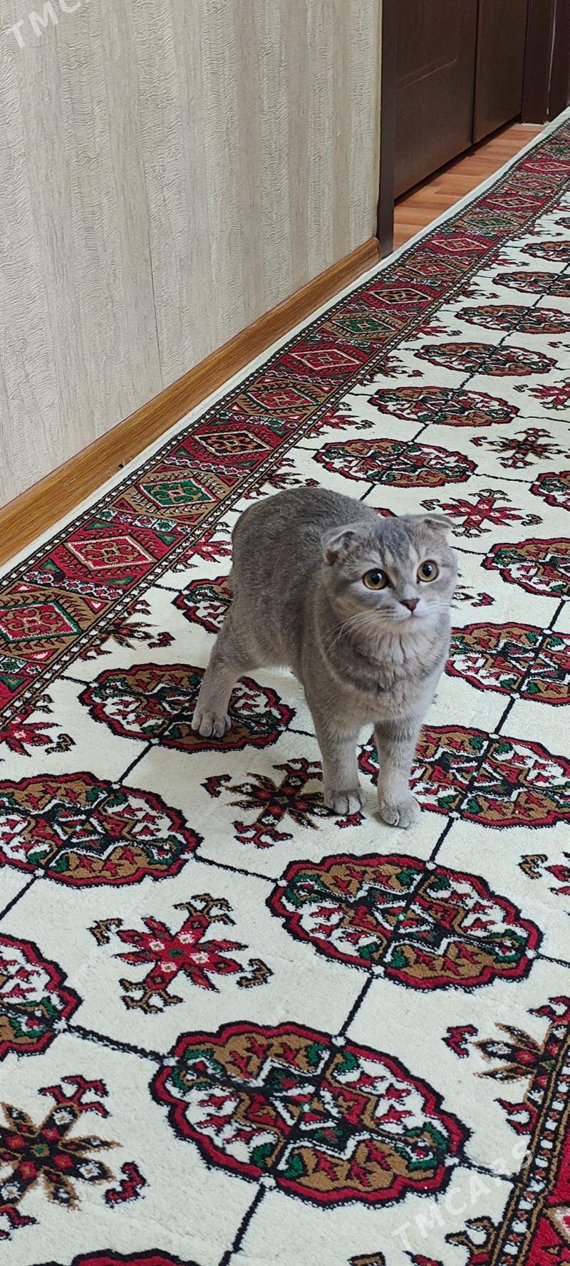 Pişik - Сейди - img 1