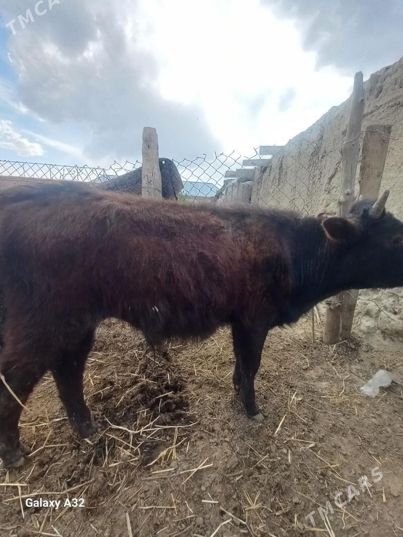 öküz ler - Bäherden - img 1