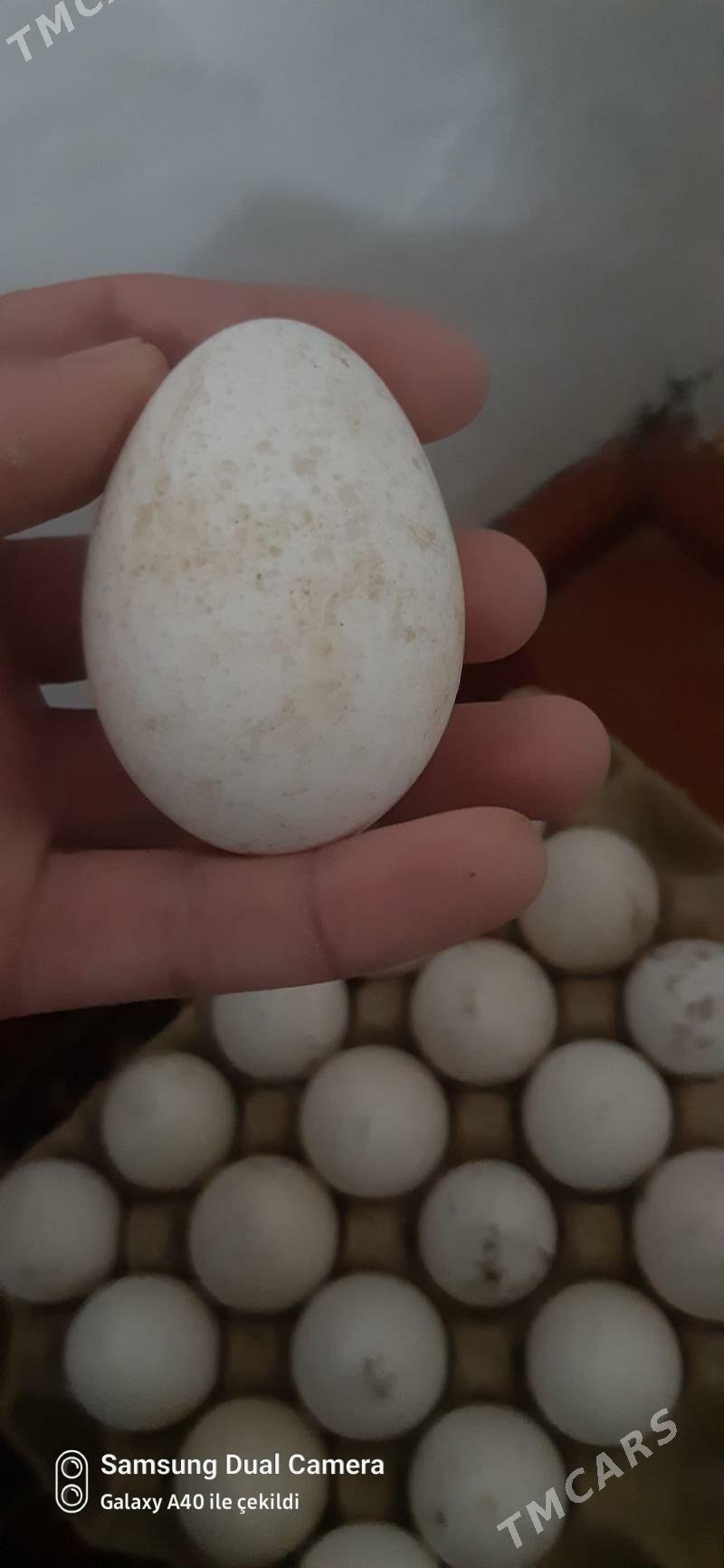 induk yumurtga - Гумдаг - img 1
