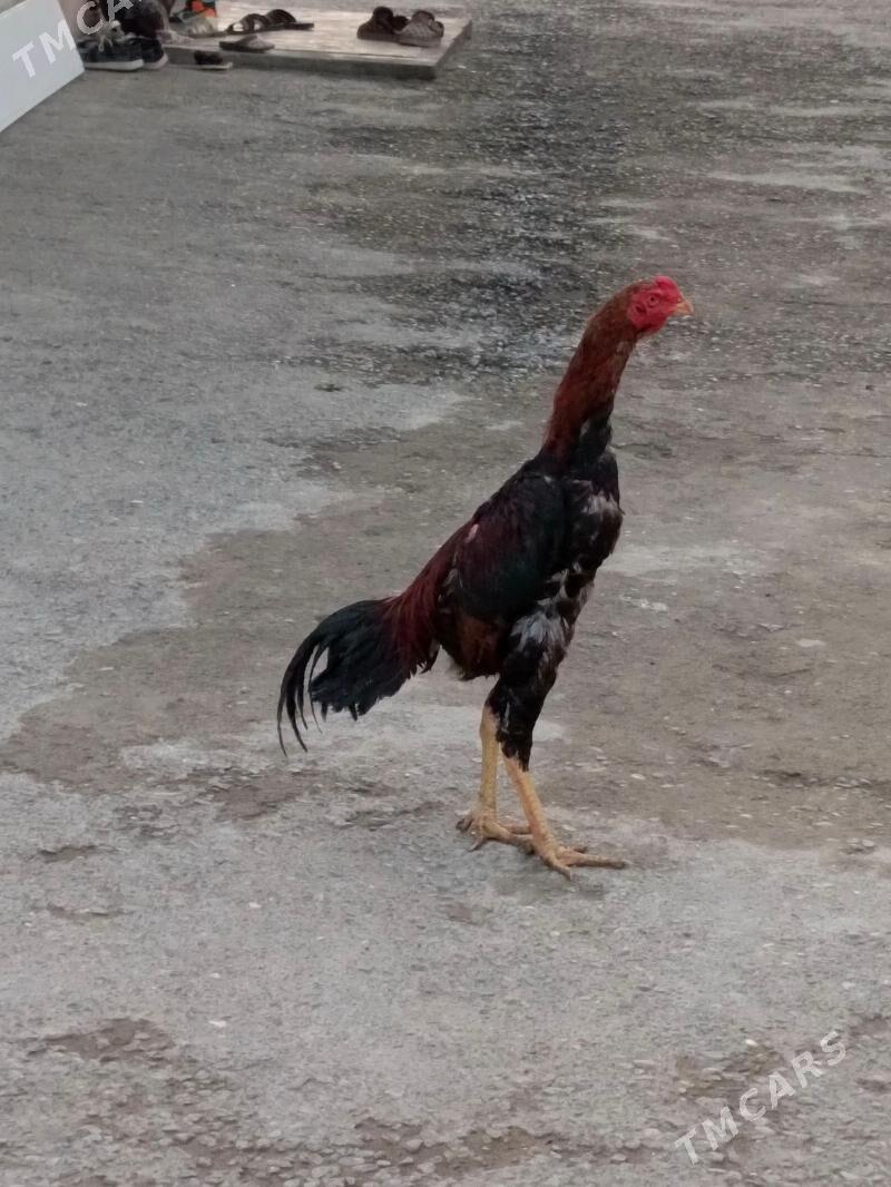 taskent horoz - Aşgabat - img 1