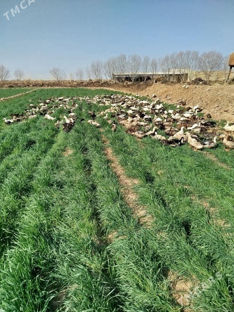 Yaşyl baş - Wekilbazar - img 1