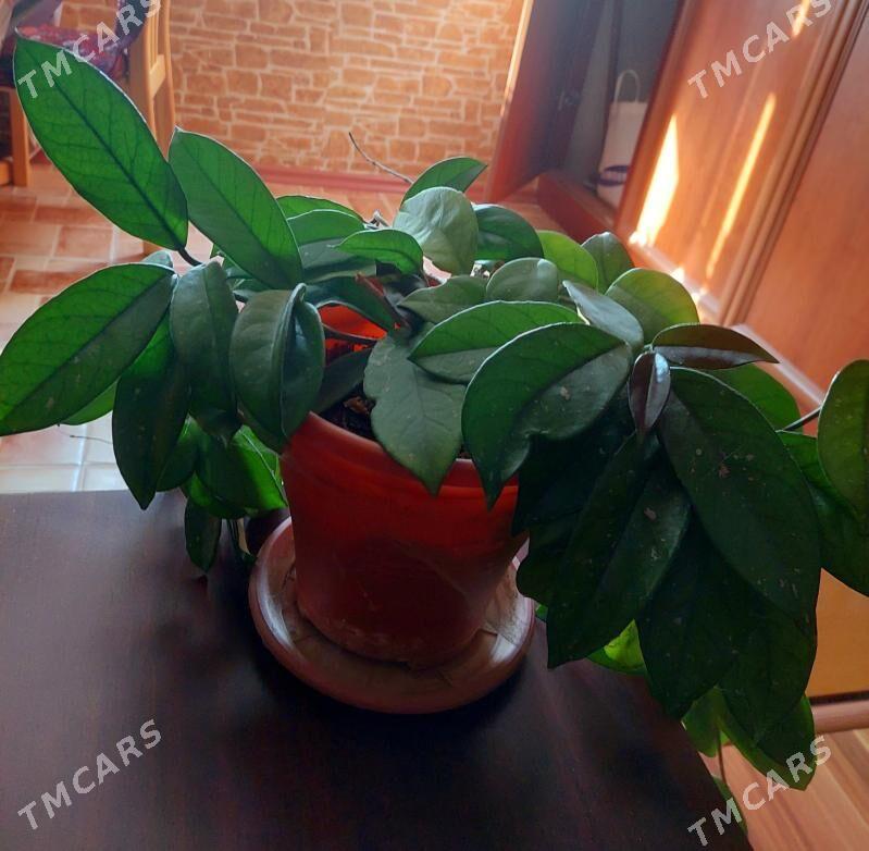 цветы - Ашхабад - img 1