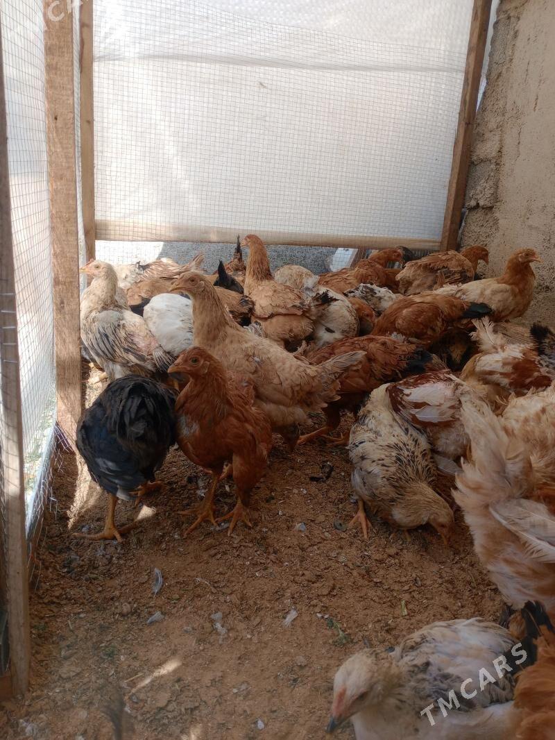 towuk juje aylyk - Köşi - img 1