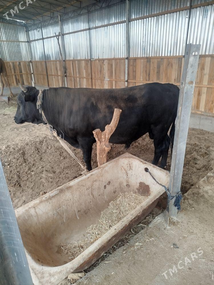 òkiz - Sakarçäge - img 1