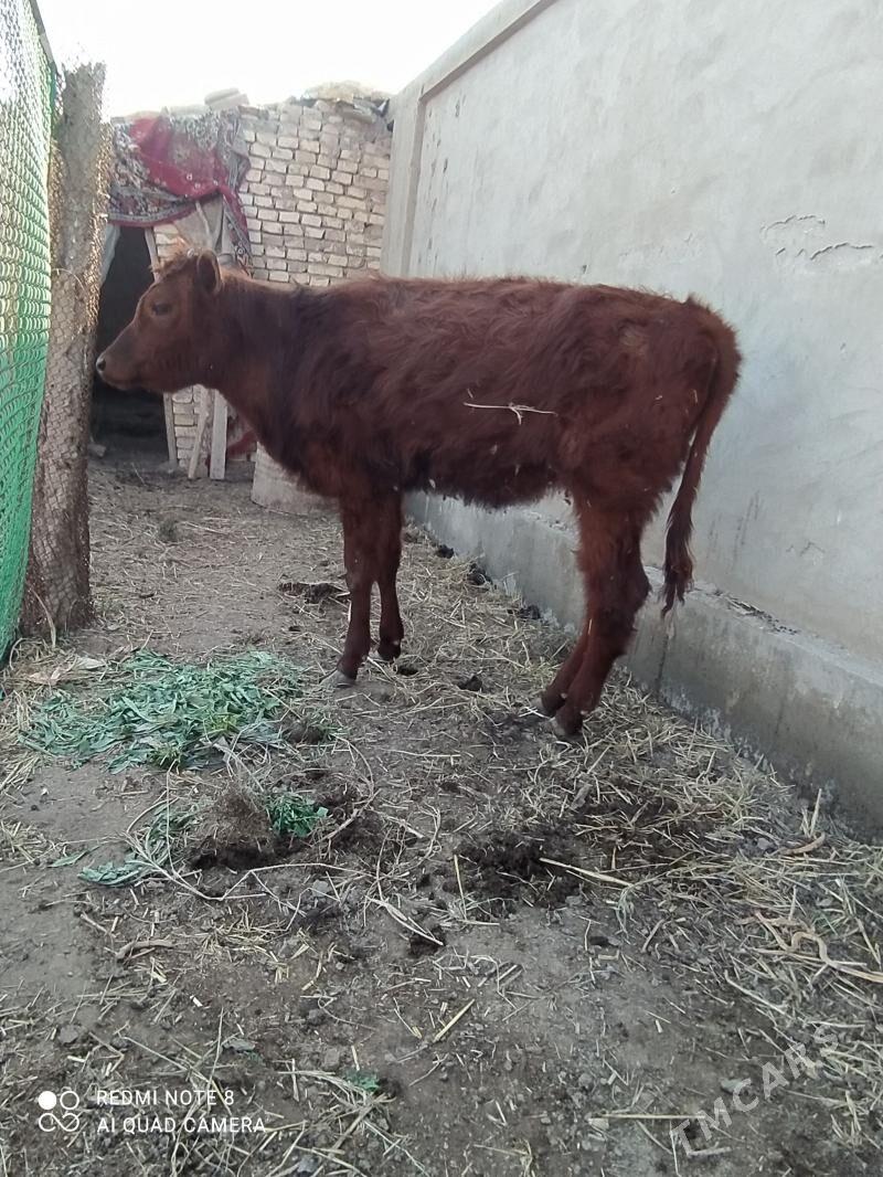 KACAR - Şabat etr. - img 1